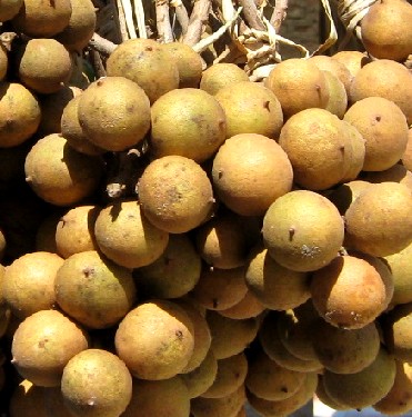 Pitomba Fruit